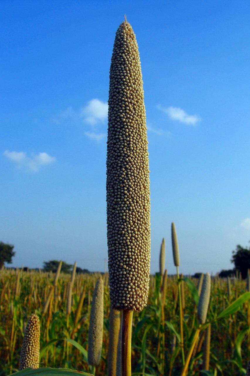 Types of millet