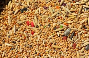 Role of Millet in Gluten-Free Snacks